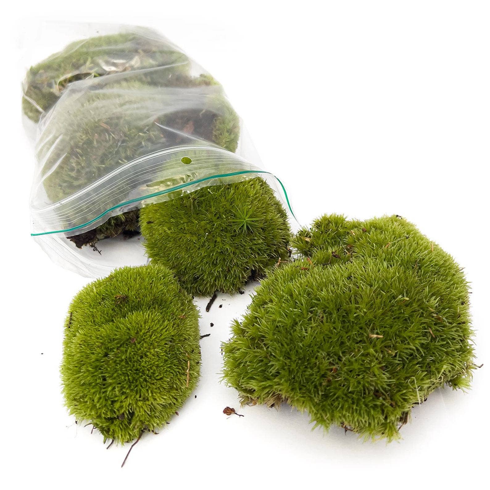 Trendhero.nl/b2b - Wholesale Live Plant - Live Cushion Moss - Premium Fresh Moss - Bun Moss - Pillow Moss - Leucobryum glaucum6
