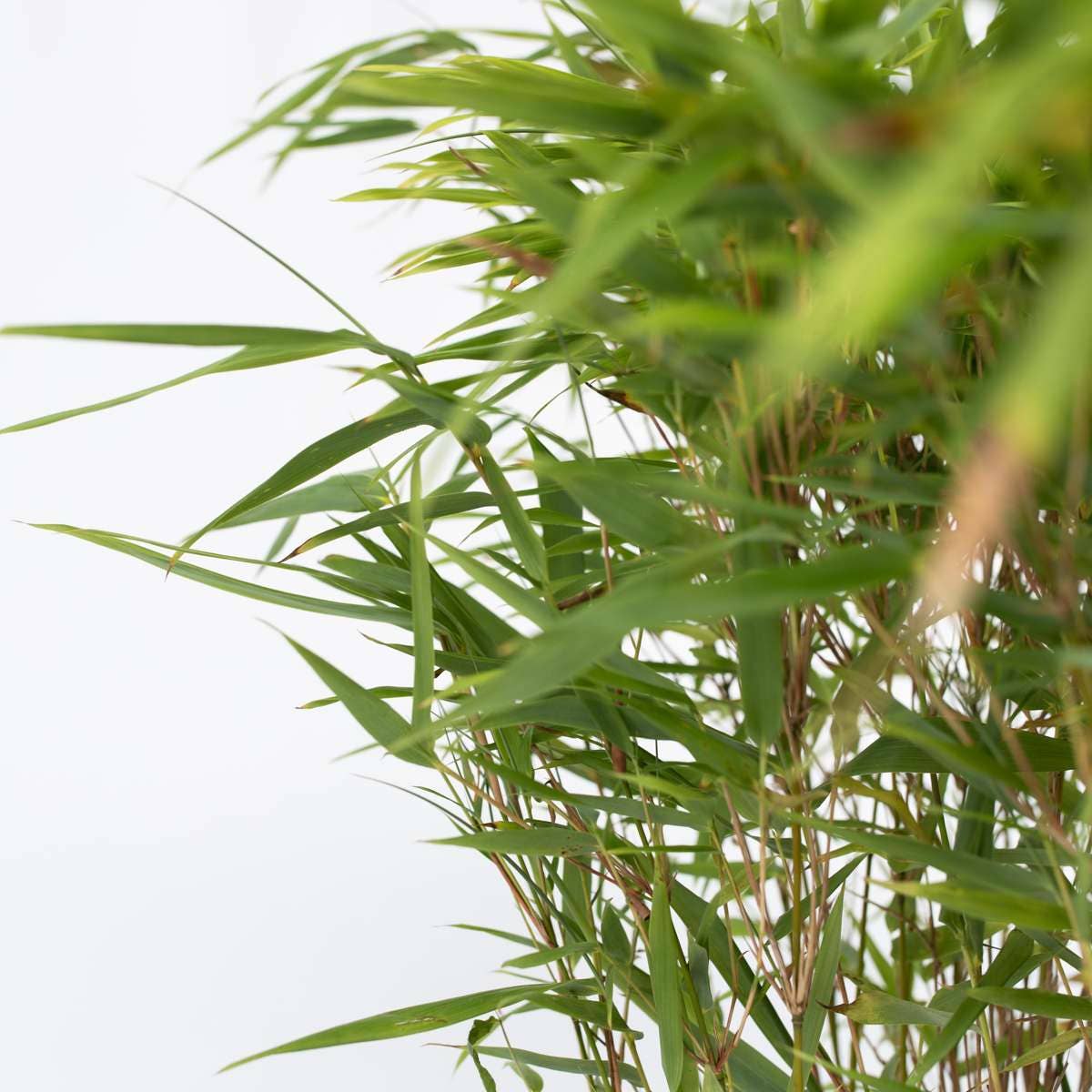 Oasis of Life - Wholesale Live Plant - Bamboo – 6 plants – Fargesia nitida 'Gansu' – Hardy, non-invasive bamboo for hedges & privacy screens – Evergreen & easy to care for – Height 50–70cm – Ø17cm4