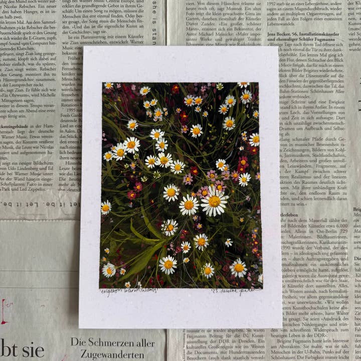 Erigeron karvinskianus for wholesale by denaisx