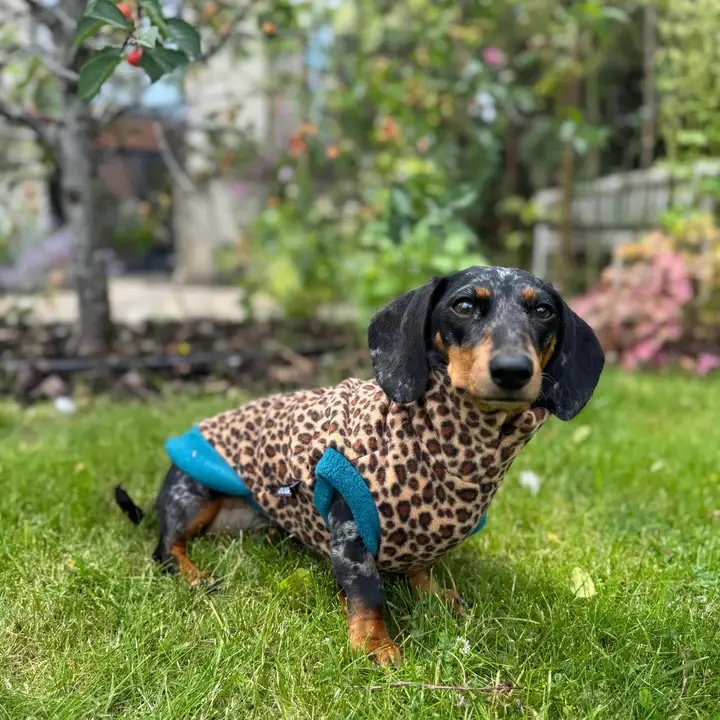 Doghouse – wholesale Pet jumper – Dog – Dachshund Wild Animal Print Fleece Jumper8
