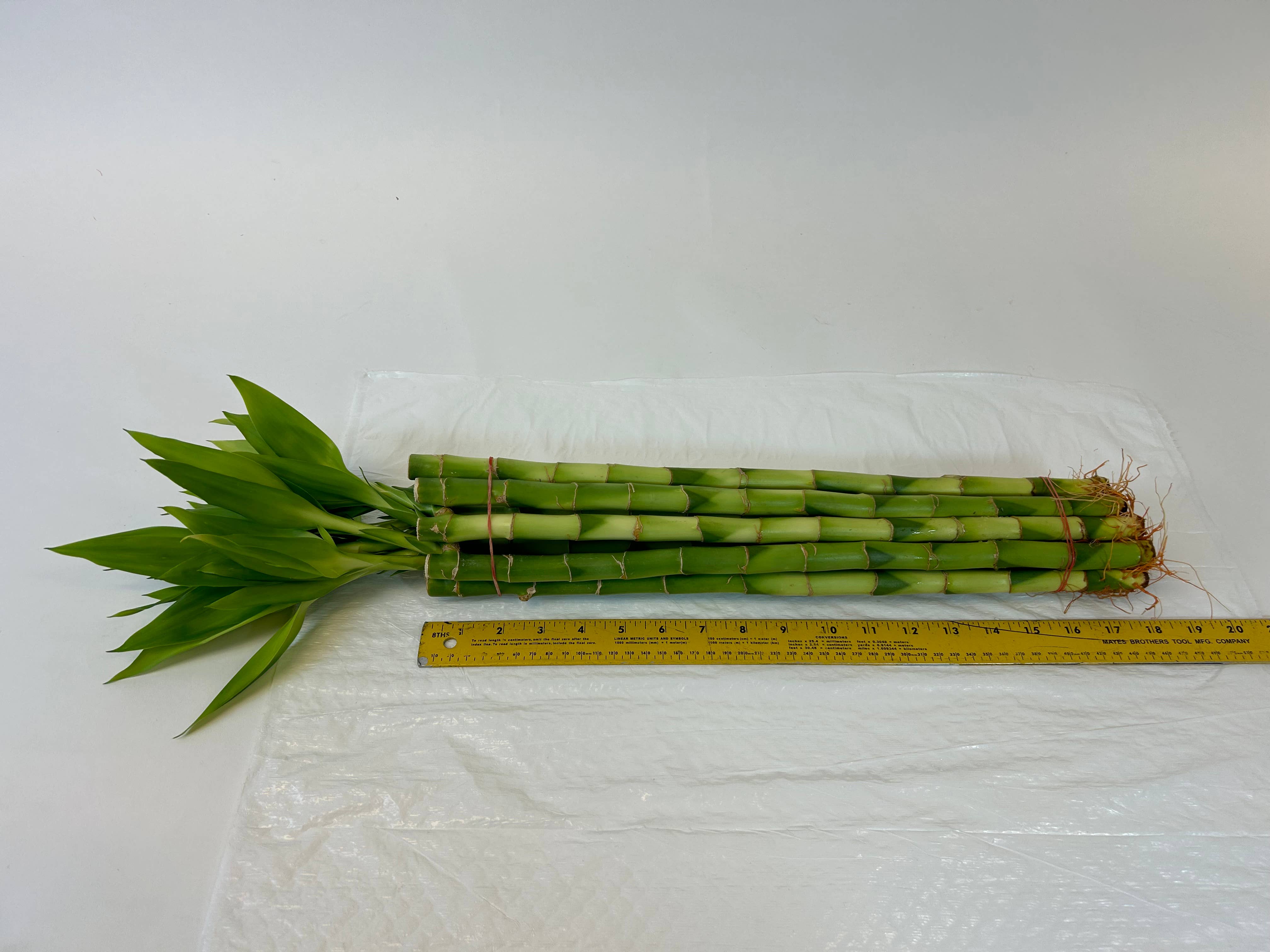 Northwest Orchids - Wholesale Live Plant - 18" Straight Lucky Bamboo Stalk Bundle0