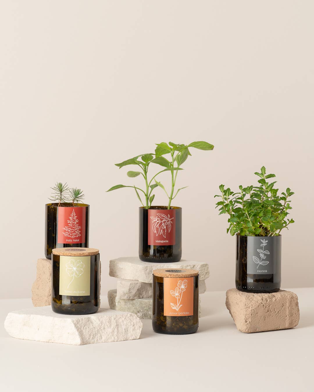 Life in a bag - Wholesale Plant Pot - Bottle Garden Strawberries2