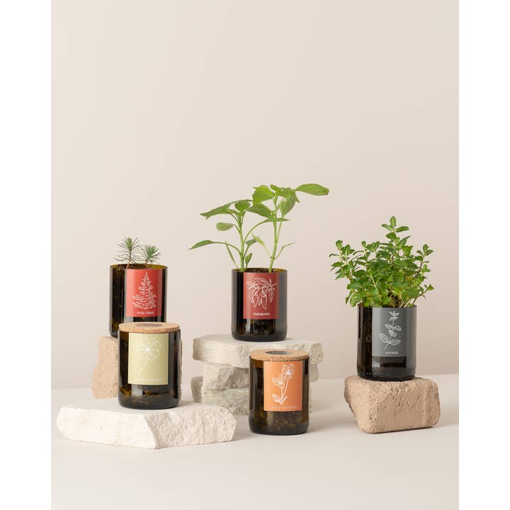 Life in a bag - Wholesale Plant Pot - Bottle Garden Strawberries2