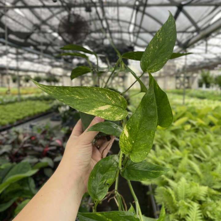 Thorsen's Greenhouse - Wholesale Live Plant - Epipremnum Pinnatum Neon - 4" Live Plant7