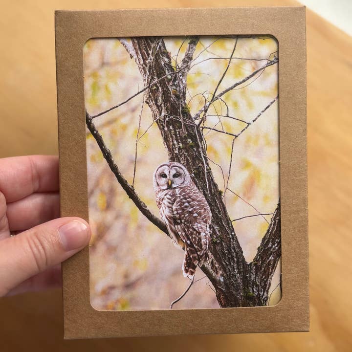 Confezione Varietà Carte Uccelli (5 Carte Diverse + Buste) per la vendita all'ingrosso da parte di Andrea Morris Art