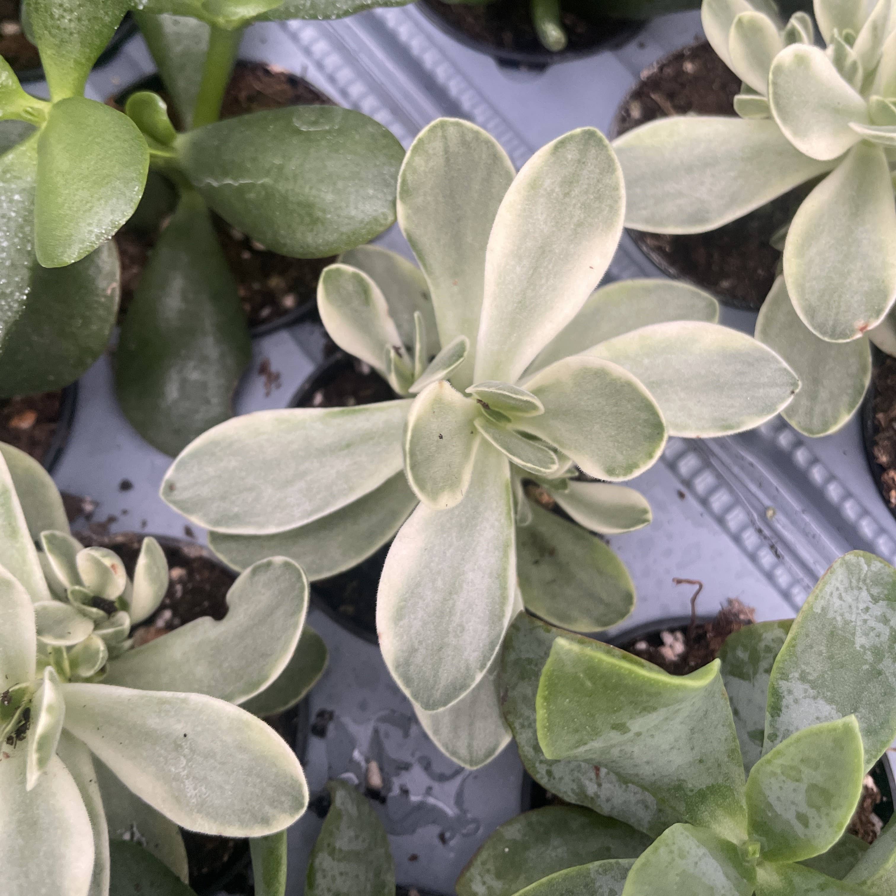 Thorsen's Greenhouse - Wholesale Succulent - Variegated 'Money Maker' Jade Plant -  2" Live Plant5