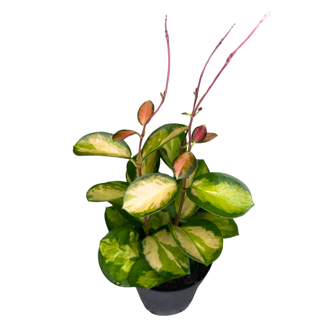 Flow State - Vente Plante - Hoya Australis Lisa de 4" – Plante d'intérieur vivante en gros2