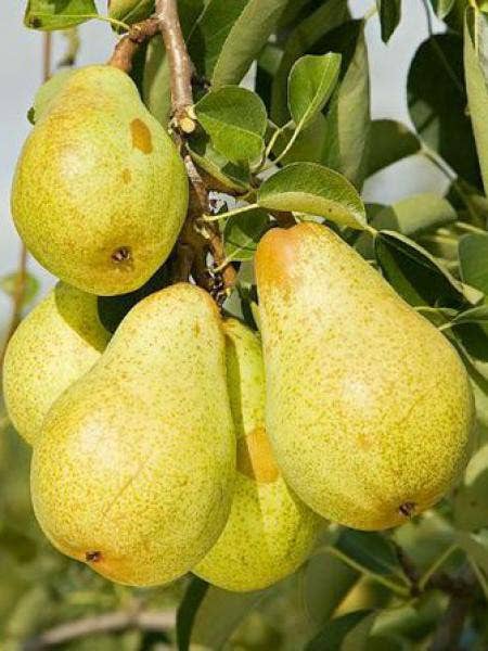 CONSERVES GUINTRAND - Wholesale Preserves - Whole Williams pears with caramel PG 850 ml (jar)4