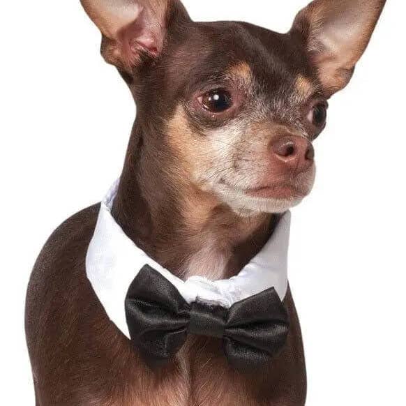 Bow Tie & Cuff Set (M/L) for wholesale by Party Expo, LLC