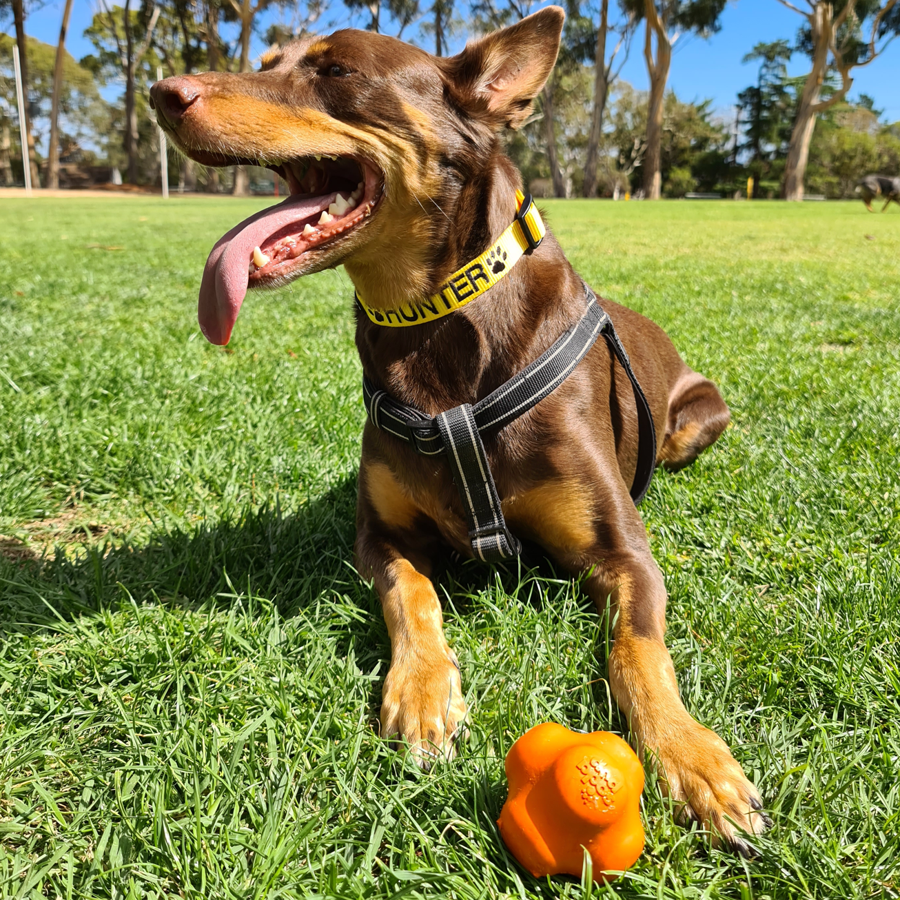 Rover Pet Products - Wholesale Pet Chew Toy - Dog - Crazy Bounce (Power Chewers)3