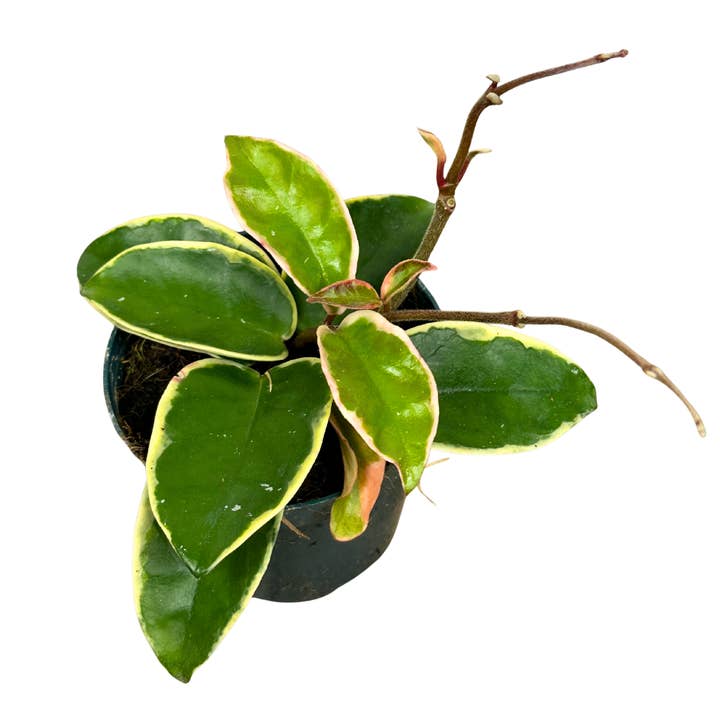 4" Hoya Carnosa Krimson Queen - Wholesale Live Houseplant for wholesale by Flow State