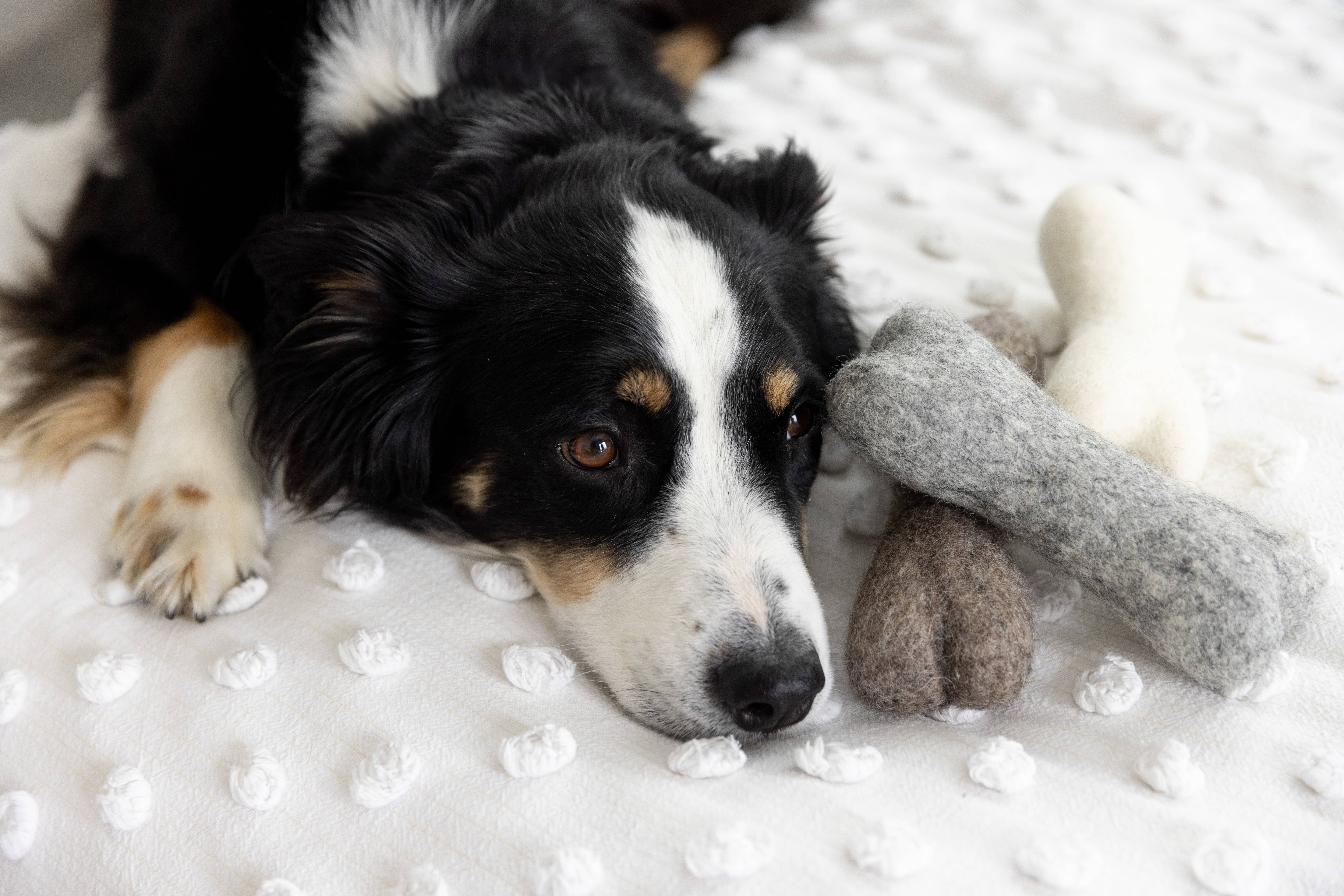 Fibres of Life - Wool & Felt - Wholesale Pet Toy - Dog - Felt Dog Bone Toy 3