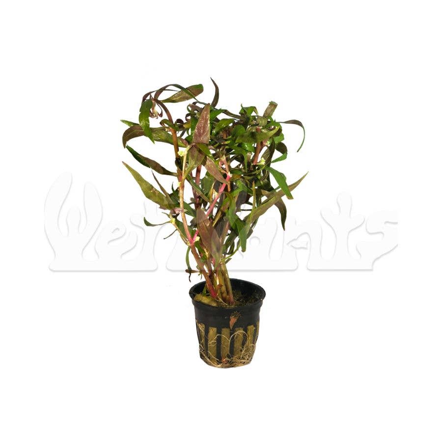 Wetplants - Wholesale Live Plant - Grower's Choice Assorted Aquatic 2" Potted Plants5