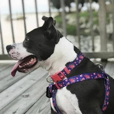 Blueberry Pet - Wholesale Halsband - Hond - Lichtgewicht verstelbare hondenhalsband met lente bloemenpatroon20