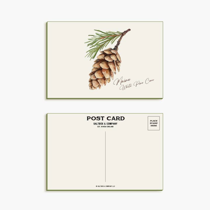 Maine Witte Pijnappel - Enkele Kaart in Hoes voor wholesale door Saltbox & Company