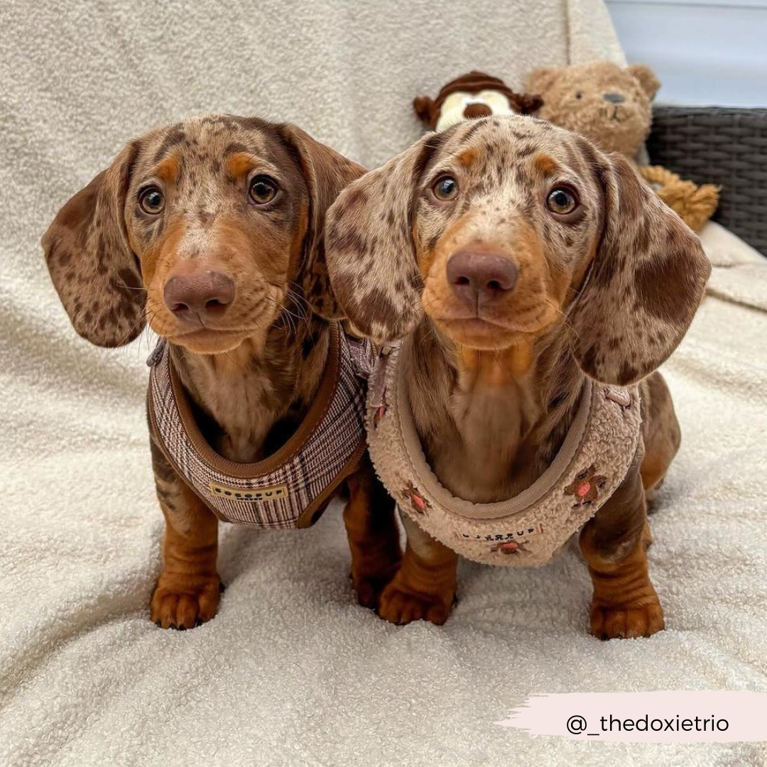 Cocopup London - Wholesale Pet Harness - Dog - Pup Plaid Adjustable Neck Harness22