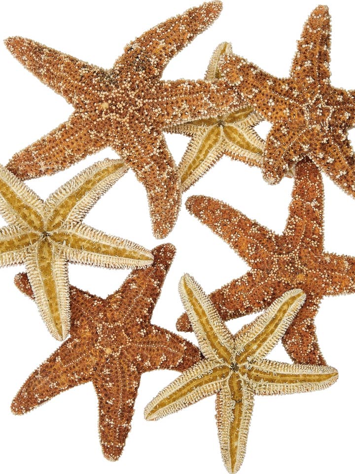 Sugar Starfish 2-4" for wholesale by HS Seashells