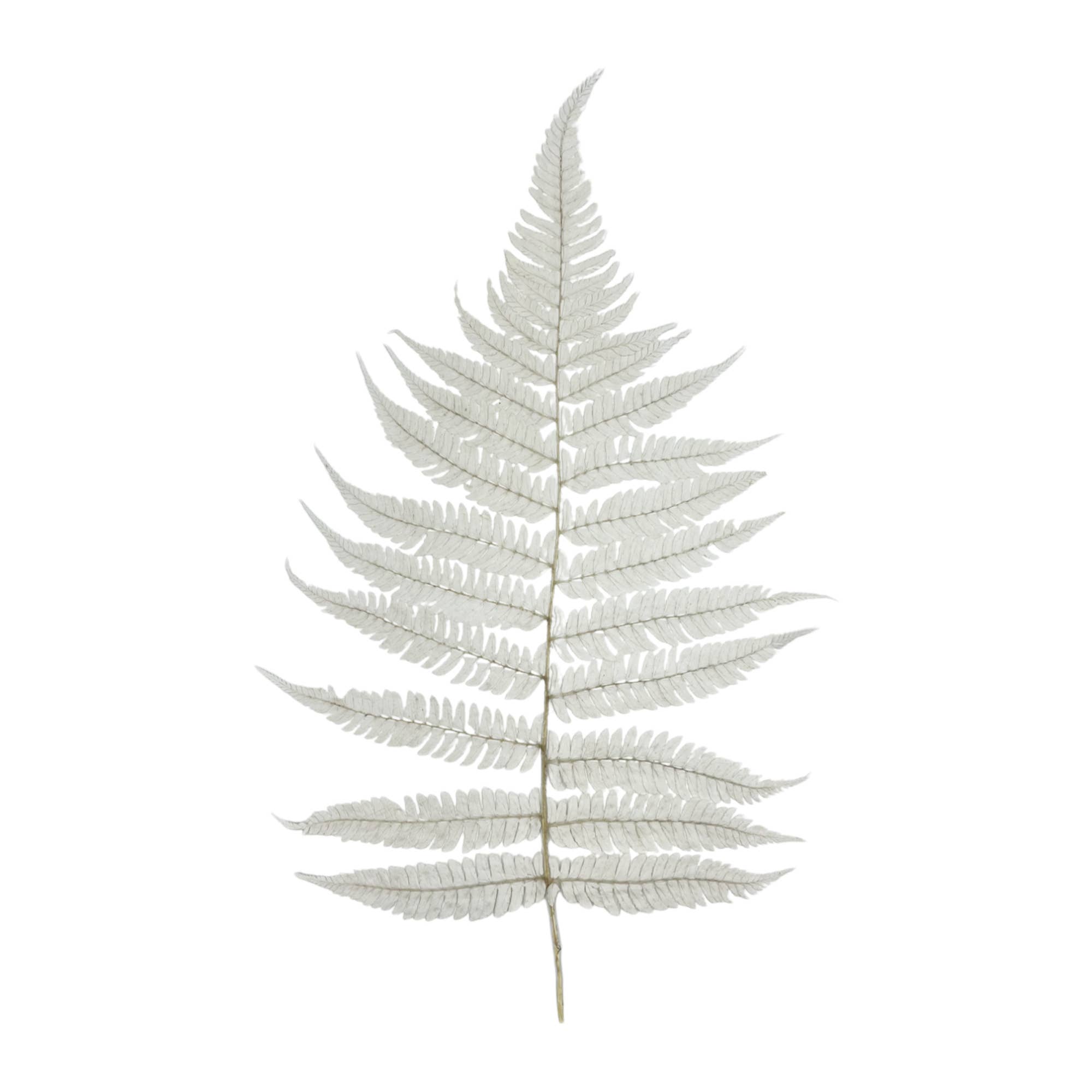 2626 Designs - Wholesale Dried/Pressed Flowers - Dried Preserved Fern 14"21