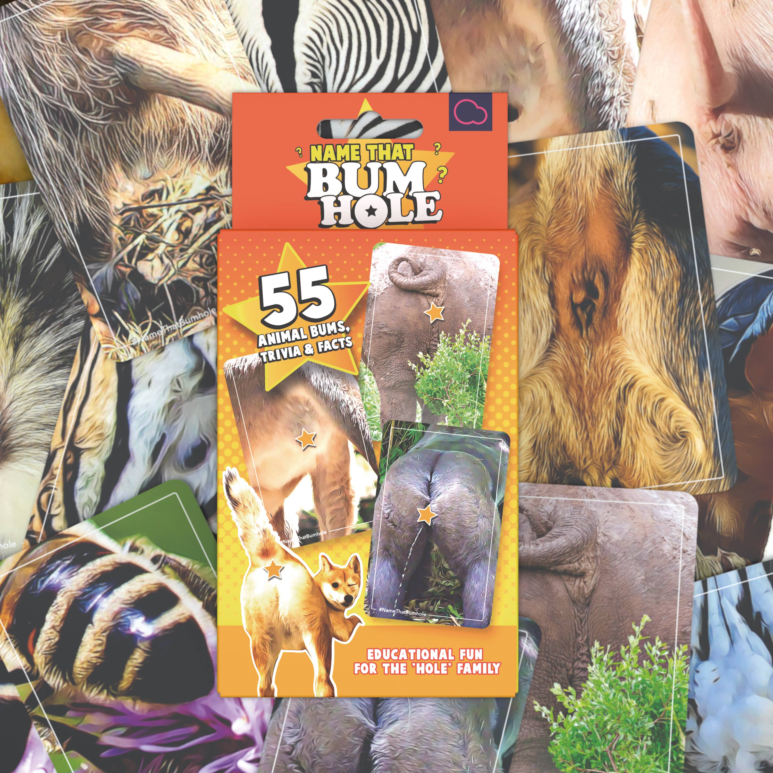 Bubblegum Stuff UK – Großhandel Kartenspiele – Name That Bumhole | Lustiges Familien-Flashcard-Trivia-Spiel3