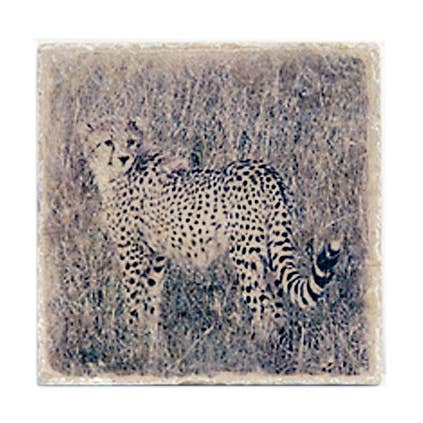 Coaster - Cheetah for wholesale by Denise Riesen Photography
