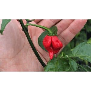 Mad Gringo Hot Sauce™ - Wholesale Hot sauce - Deadly Inferno Case4