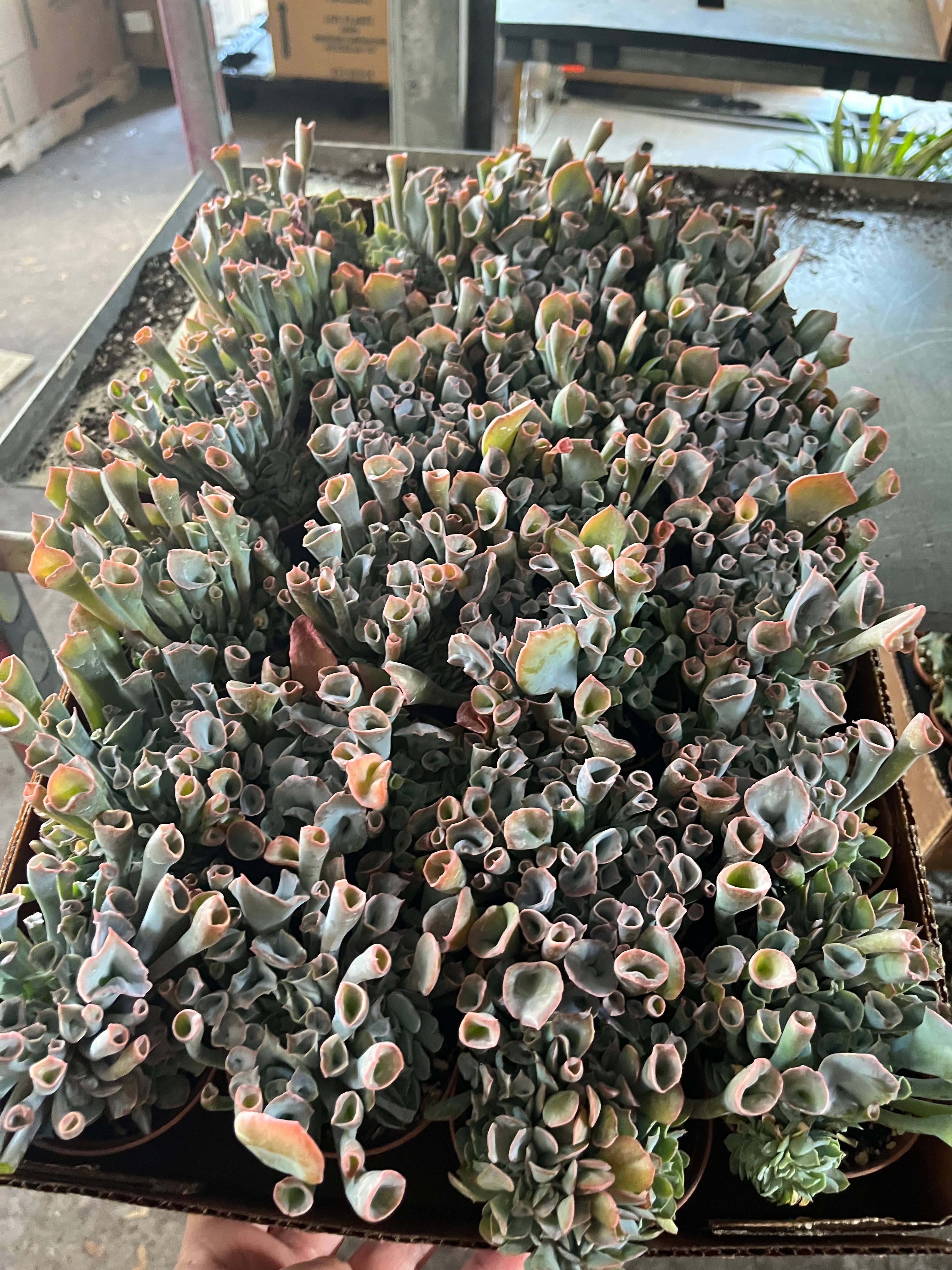 Succulents & Such, Inc. - Wholesale Live Plant -  2" Echeveria Pink Trumpet Live Plant 2