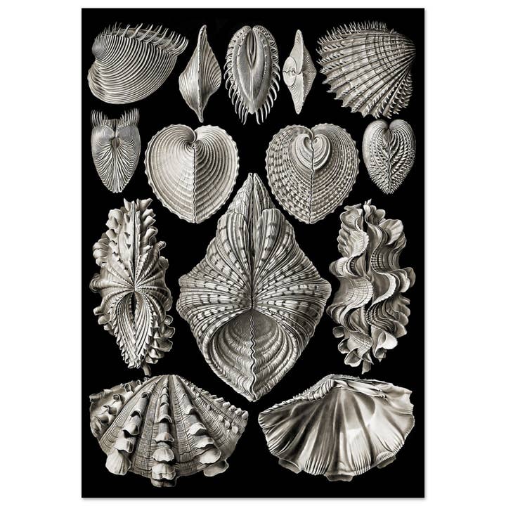 Acephala for engroshandel hos Maison de Paloma