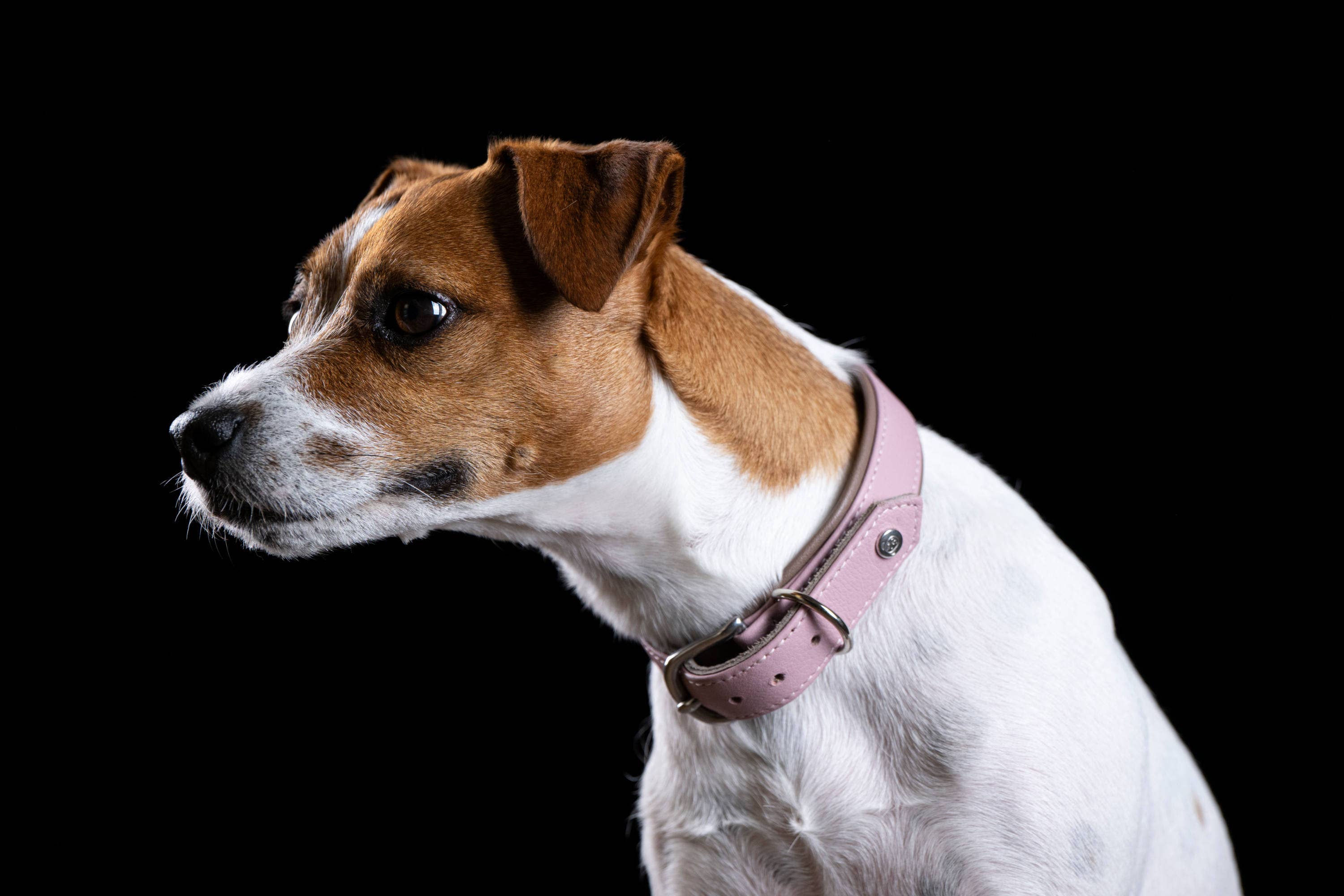 LABONI - Volentis GmbH - Wholesale Pet Collar - Dog - AMICI dog collar50