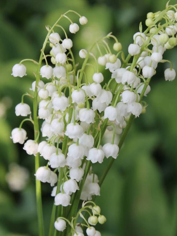 Muguet ou Convallaria pour la vente par Sementi & Barbatelle