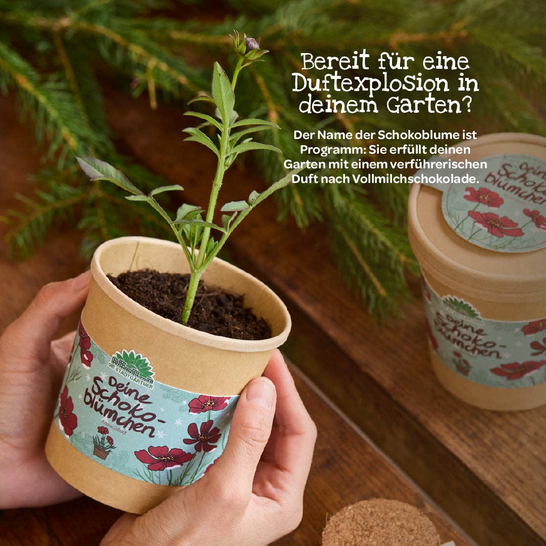 TDJ Stadtgärtner GmbH – Engroshandel Plantefrø – Chokoladeblomster i kop – dyrkningssæt6