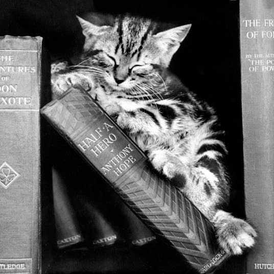 Inky Blue Ltd t/a Holy Mackerel - Wholesale Everyday greeting card - Kitten sleeping in books blank greetings card