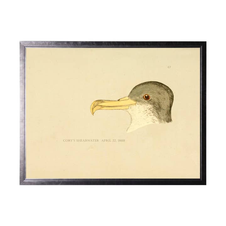 Cory'S Shearwater Head for wholesale by Antique Curiosities Inc
