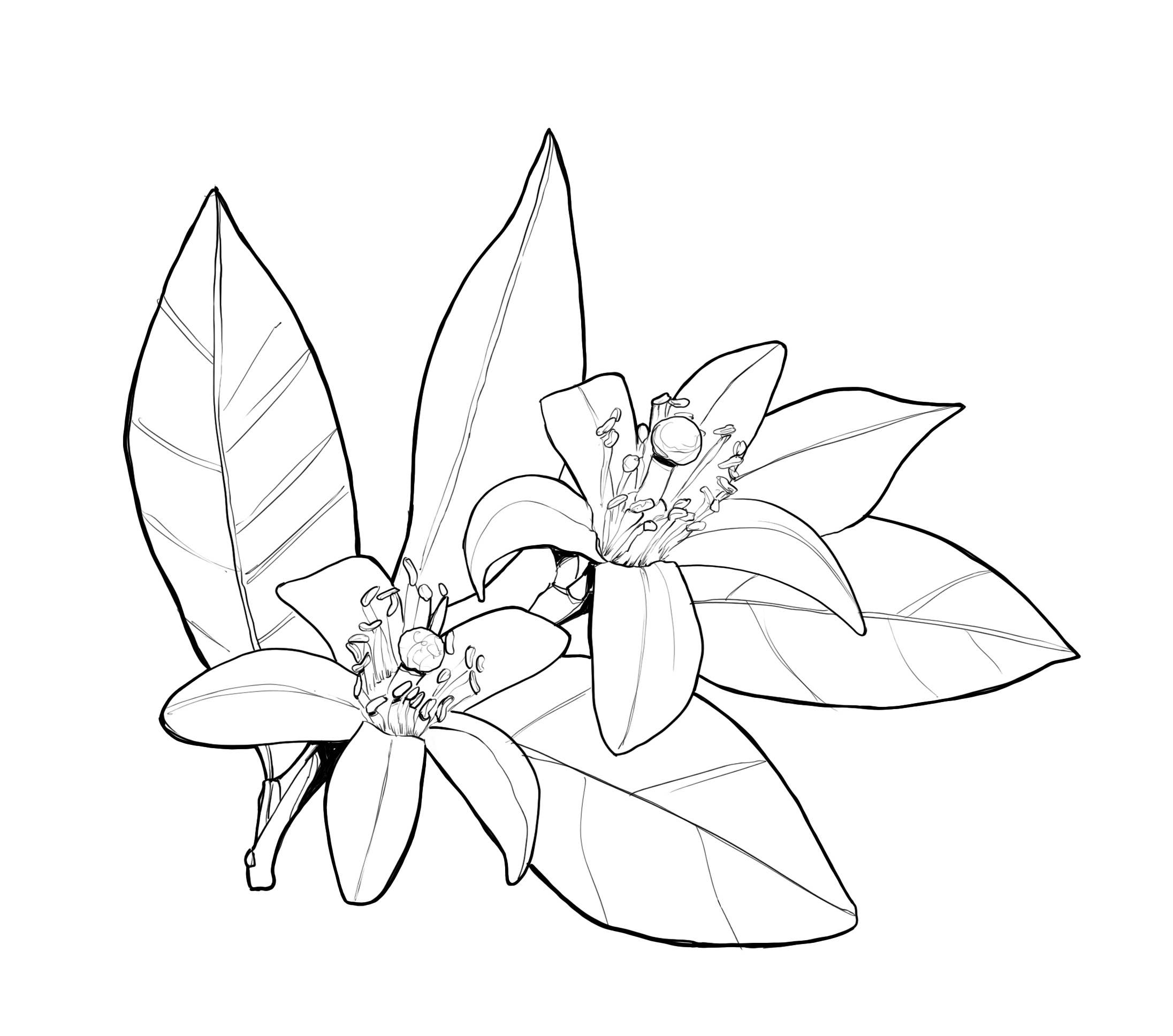 Essences Naturelles Corses - Wholesale Parfum/Eau de toilette - Een midzomernachtdroom - Eau de Parfum - 50 ml2