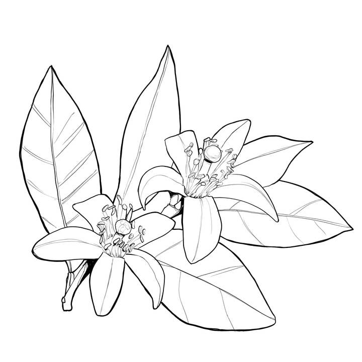 Essences Naturelles Corses - Wholesale Perfume/Eau de Toilette - A Midsummer Night's Dream - Eau de Parfum - 50ml4