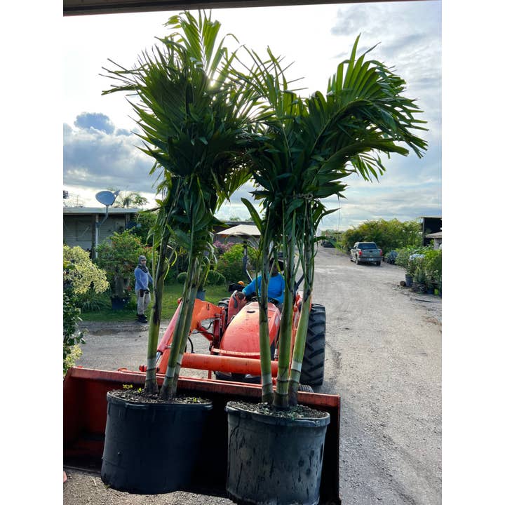 Palm Adonidia 3PPP, 21 pouces pour la vente par Triad Plants