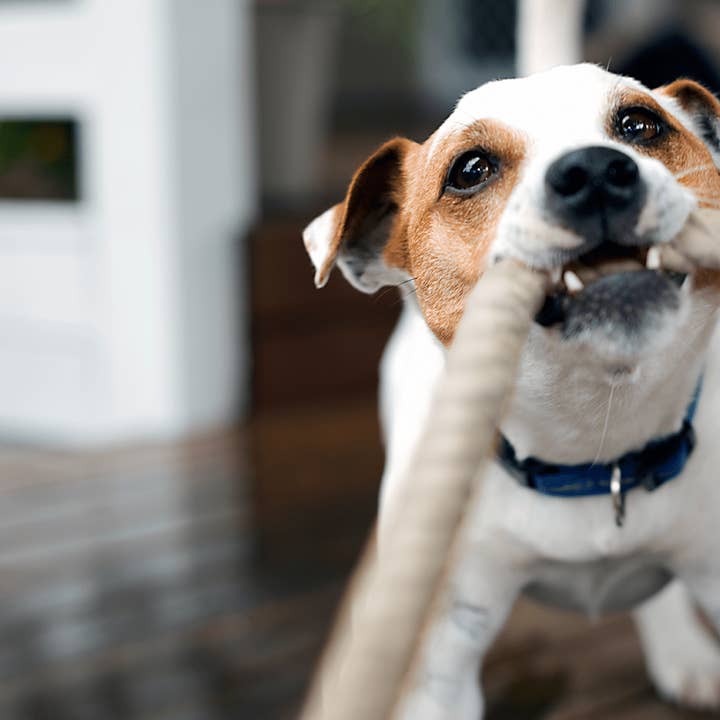 Goodchap's – Engroshandel Tovlegetøj - Hund – XL remskive | Naturligt bomulds hundereb legetøj2