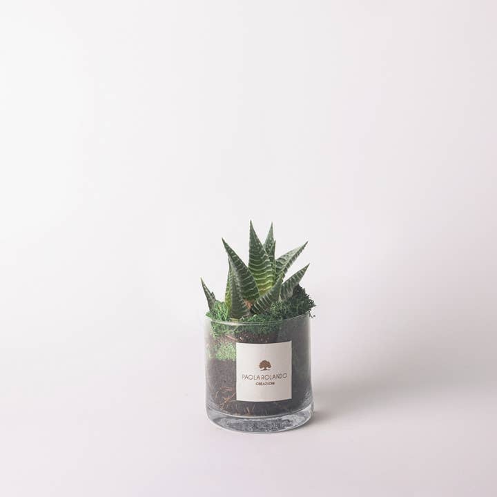 Pianta grassa v.12 in vaso cilindro di vetro Amazzonia per la vendita all'ingrosso da parte di Paola Rolando Creazioni