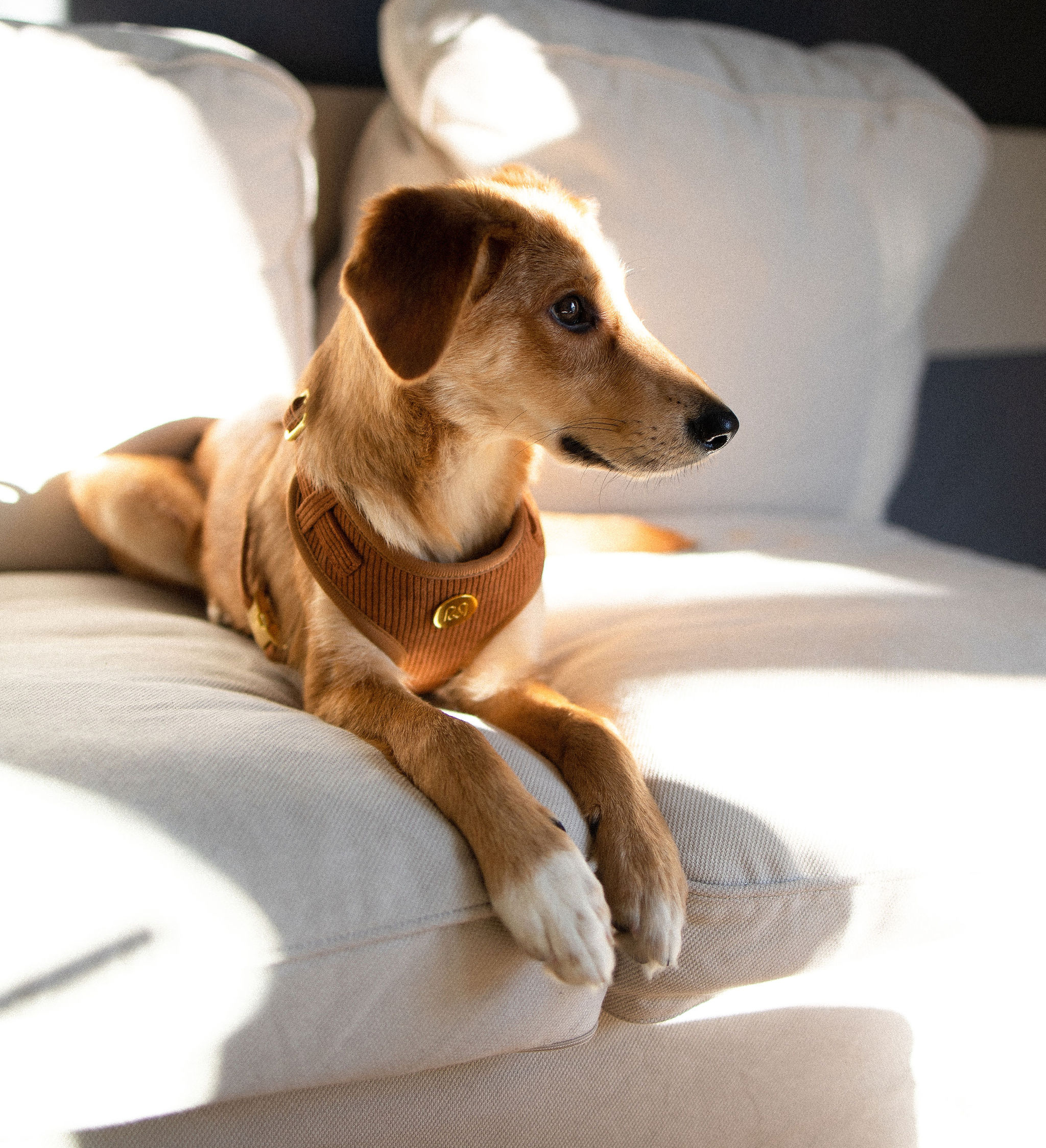 Moniandme - Wholesale Pet Harness - Dog - DOG SOFT HARNESS CHOCOLATE1