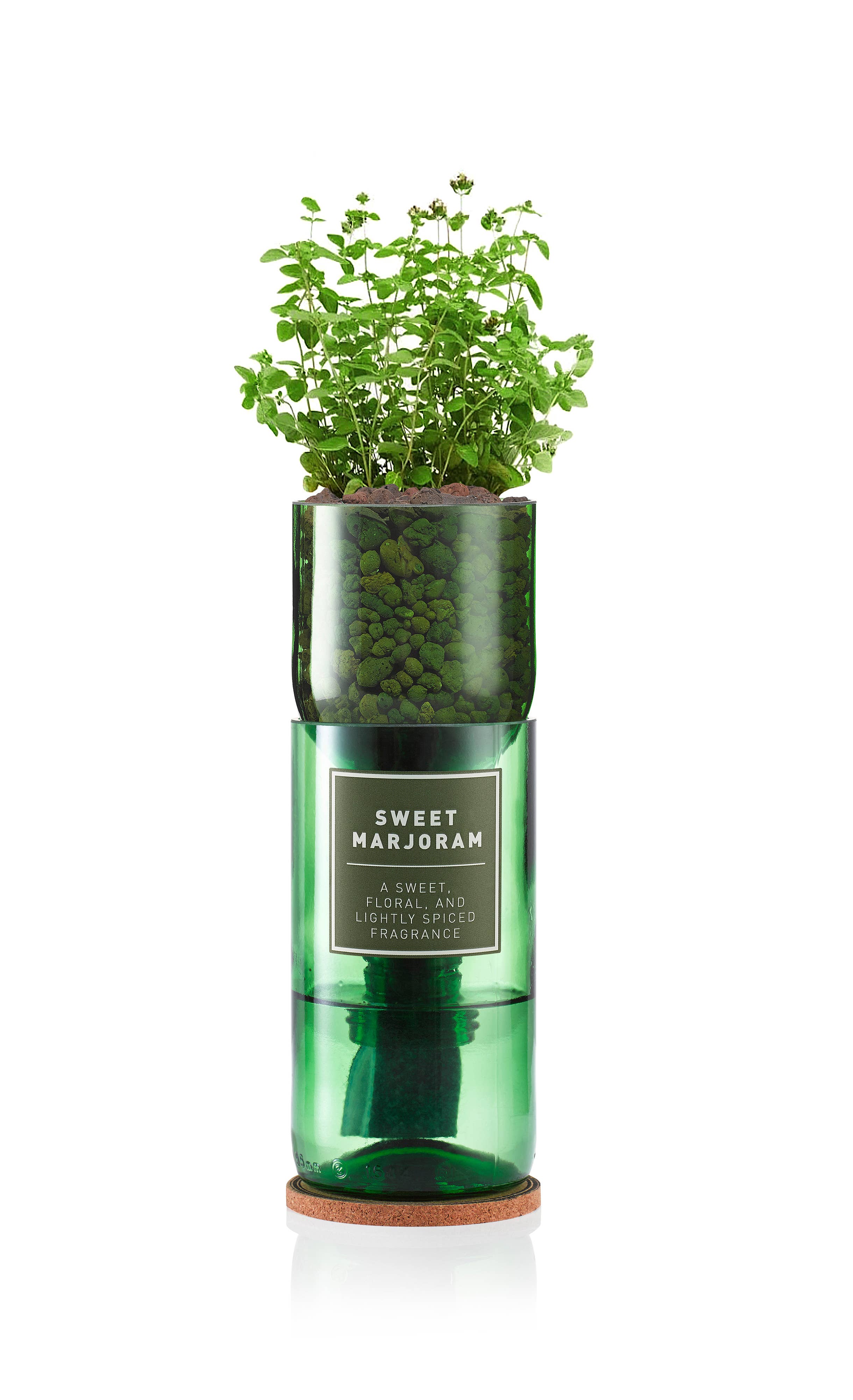 Emerald Green Sweet Marjoram for wholesale on Faire