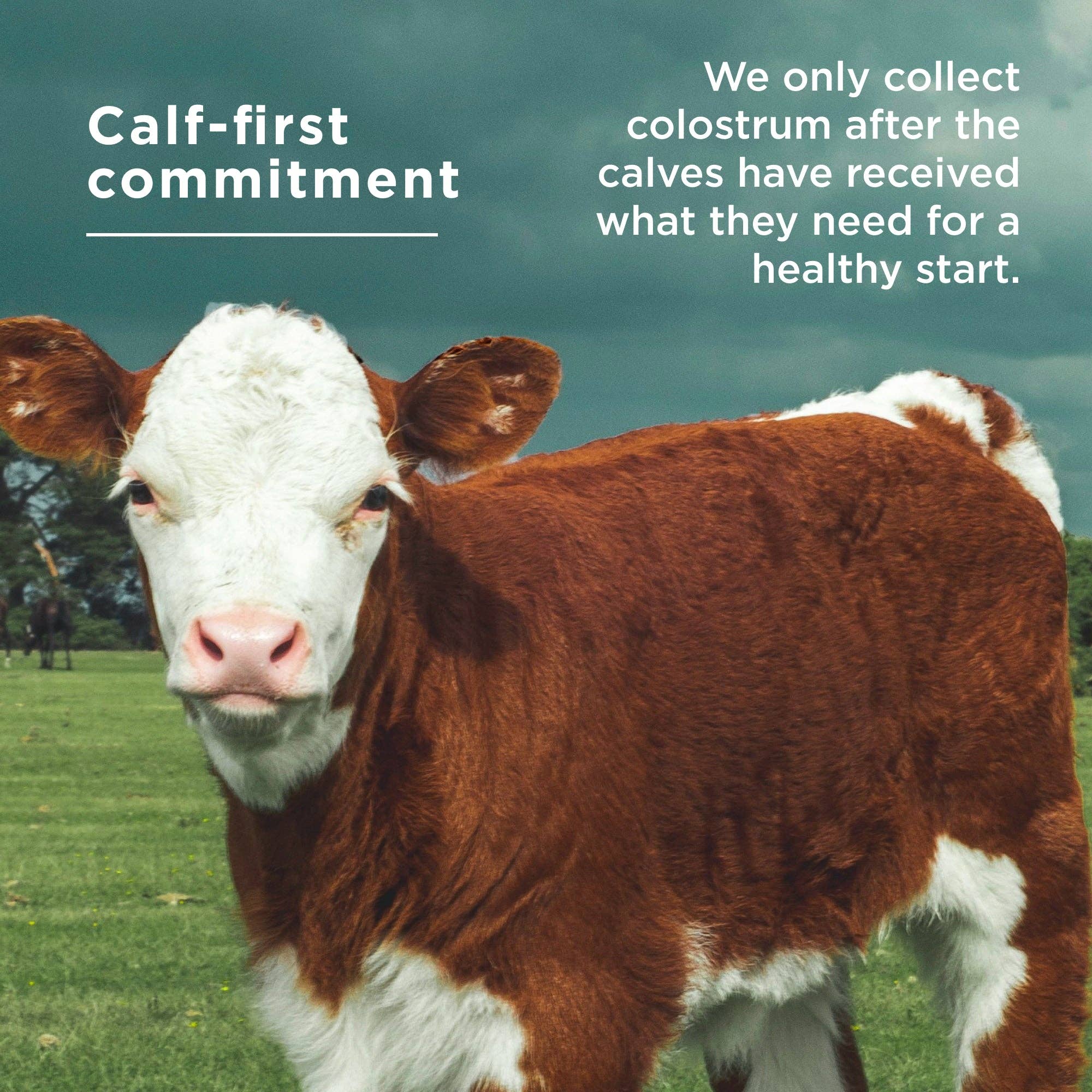 Ancient Nutrition - Wholesale Protein/Superfood Powder - Colostrum | Powder Lemon Bar Flavor (60 Servings)5