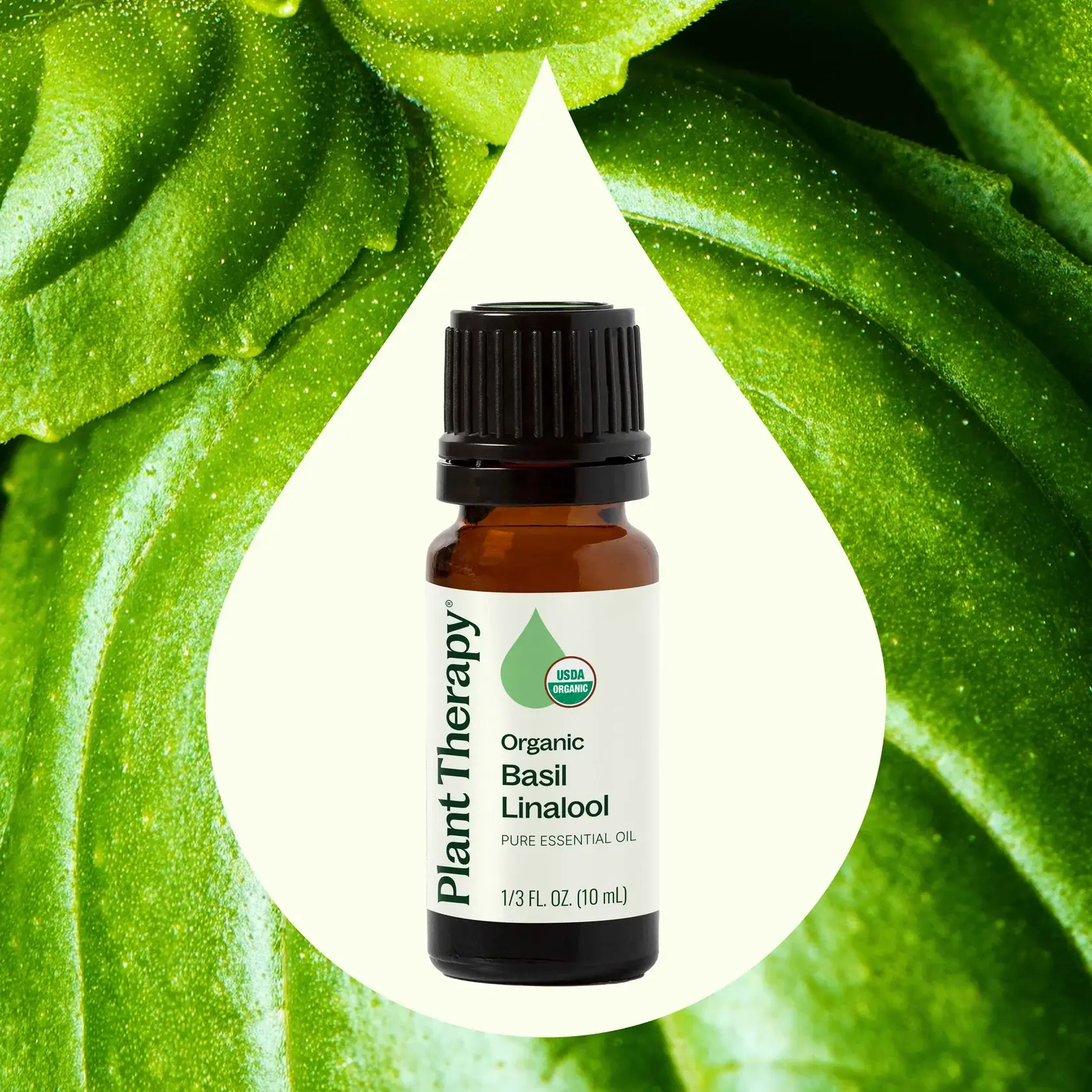 Plant Therapy - Wholesale Essential Oil - Organic Basil Linalool Essential Oil 10 mL1