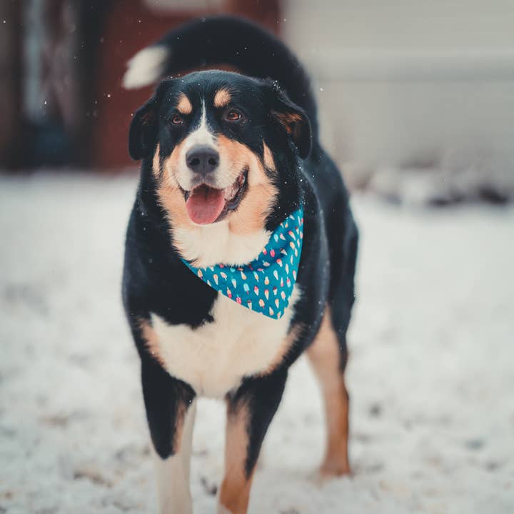 BibbyBubby - Wholesale Pet Bandana - Dog - Ice Cream Dog Bandana (Snap-on, 3 sizes available)