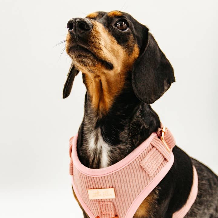 Adjustable Dog Harness LUXE: Blush Pink Corduroy for wholesale by Little Ellie Boutique