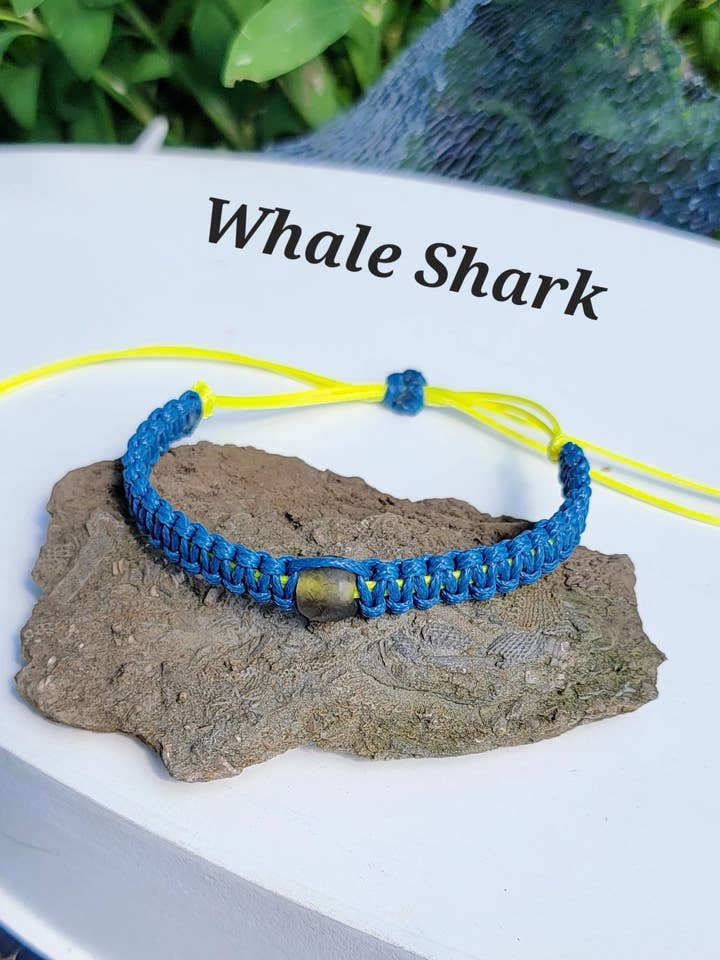 Hvalhaj for engroshandel hos Shark Bitten