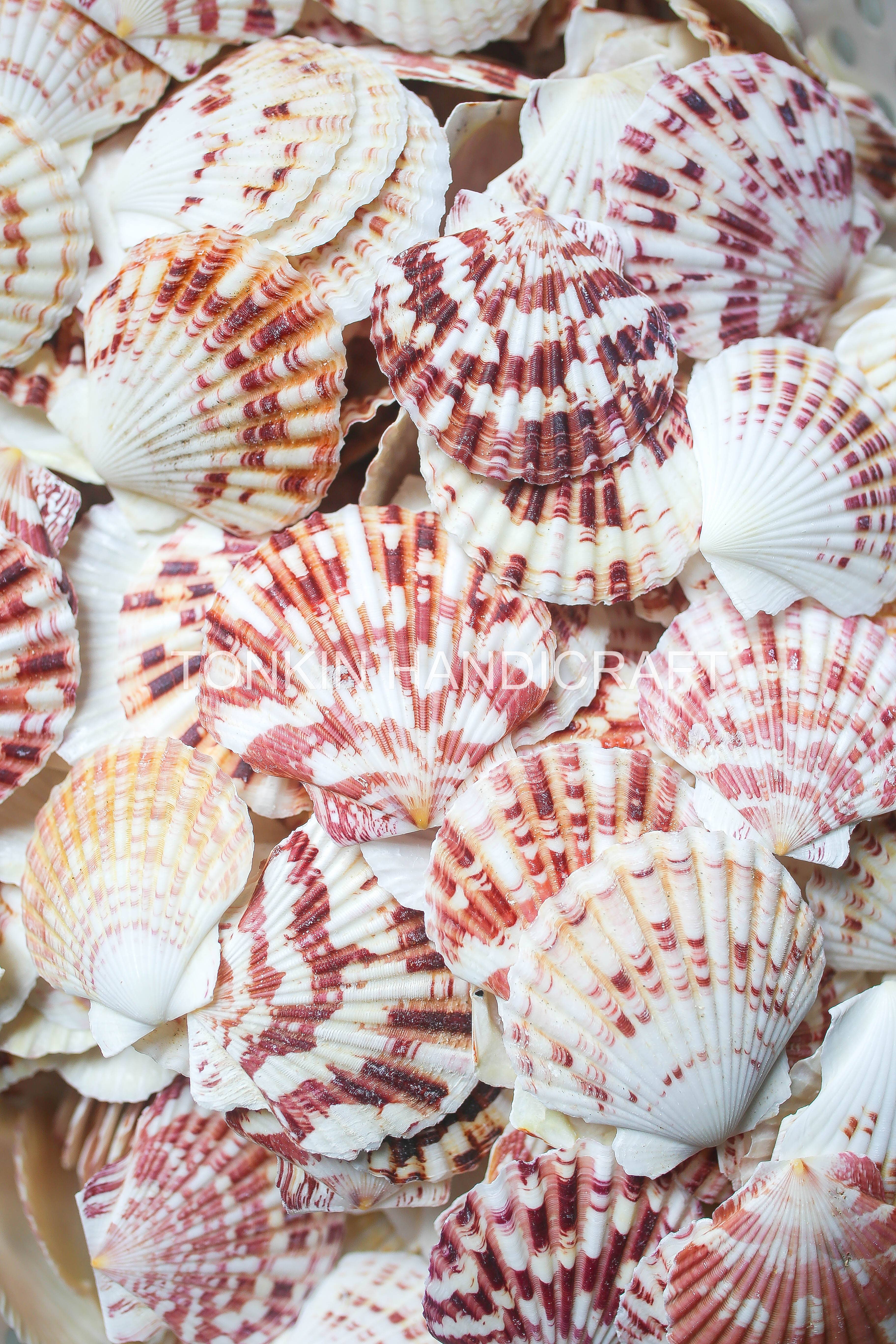 Tonkin Handicraft - Wholesale Decorative Tabletop Object - Natural Scallop Shells12