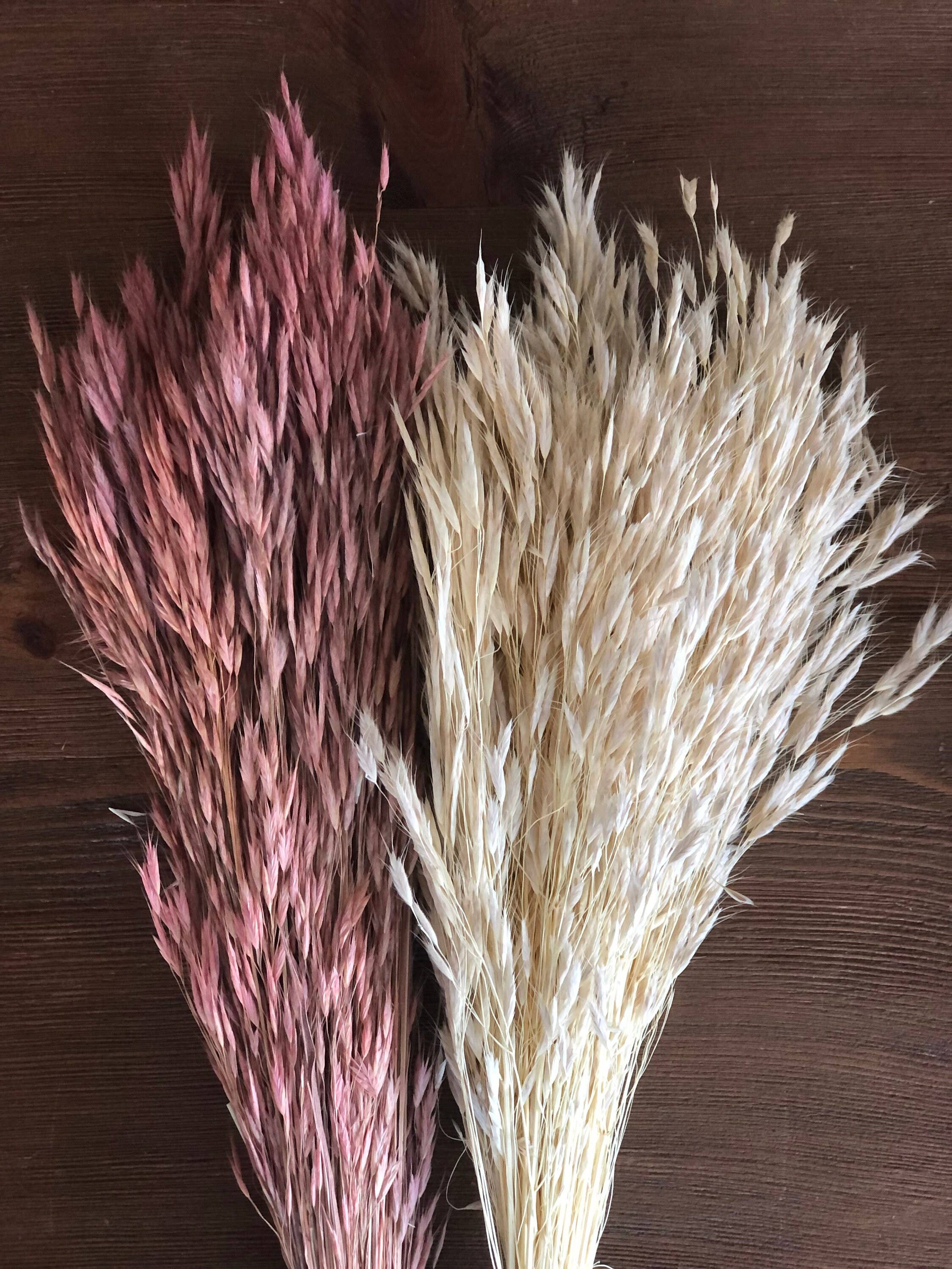 MY BOUQUETS - Wholesale Gedroogde/geperste bloemen - Gedroogd pluim riet, ivoorpluim, gedroogde haverbos, ivoorgras, bloemstuk gras, doe-het-zelf bruiloft, doe-het-zelf bloemstukken, vulbloemen6