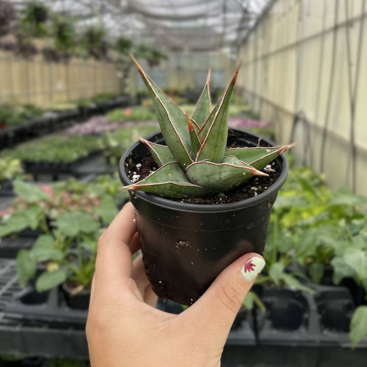 Thorsen's Greenhouse - Wholesale Live Plant - Sansevieria Pinguicula - Walking Snake Plant - 4" Live Plant2