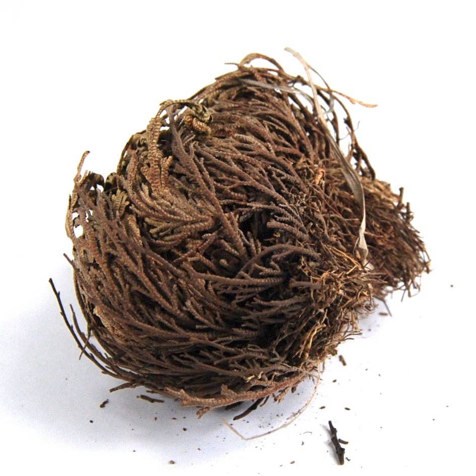 Caspar Curiosities - Wholesale Live Plant - Rose of Jericho Resurrection Plant, Selaginella Lepidophylla4
