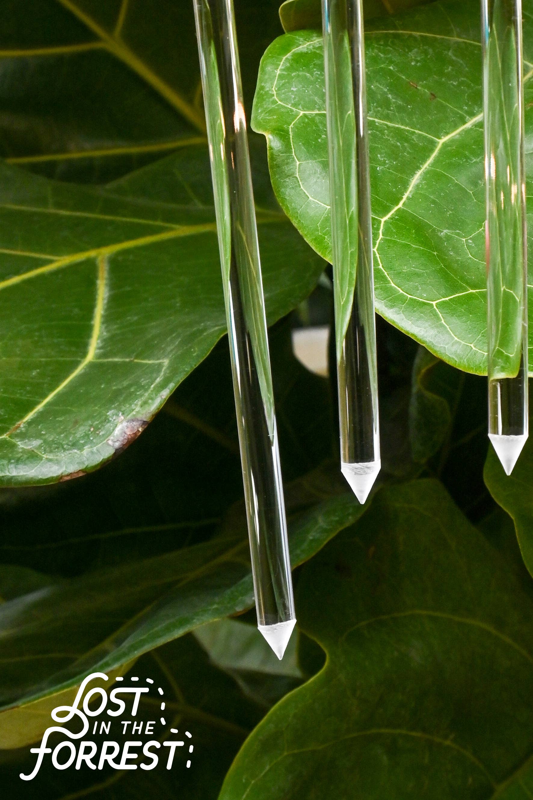 Lost in the Forrest - Wholesale Garden Tool - Glassvine Plant Support Hoop11