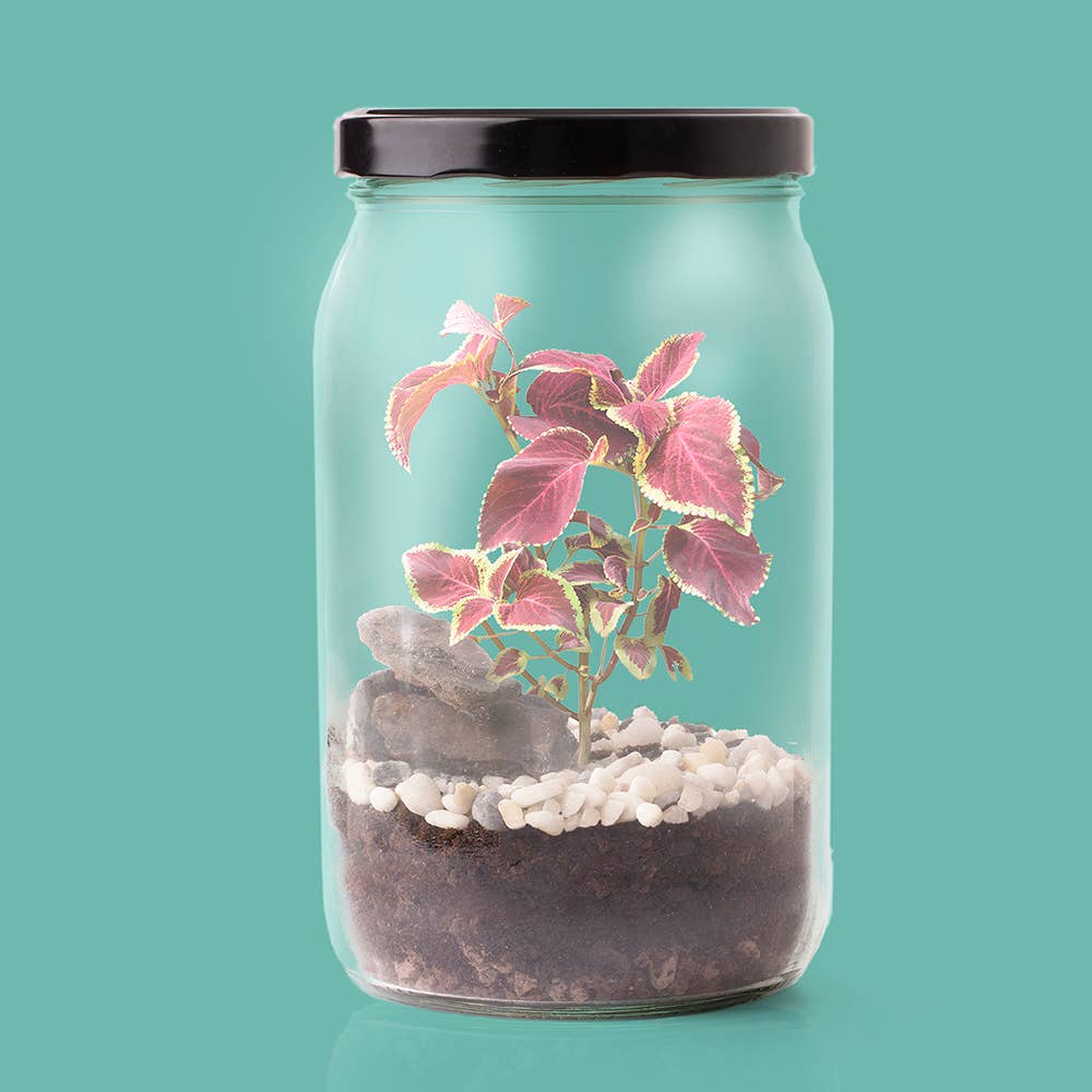 Resetea - Wholesale DIY Craft Kit - Terrarium Kit2